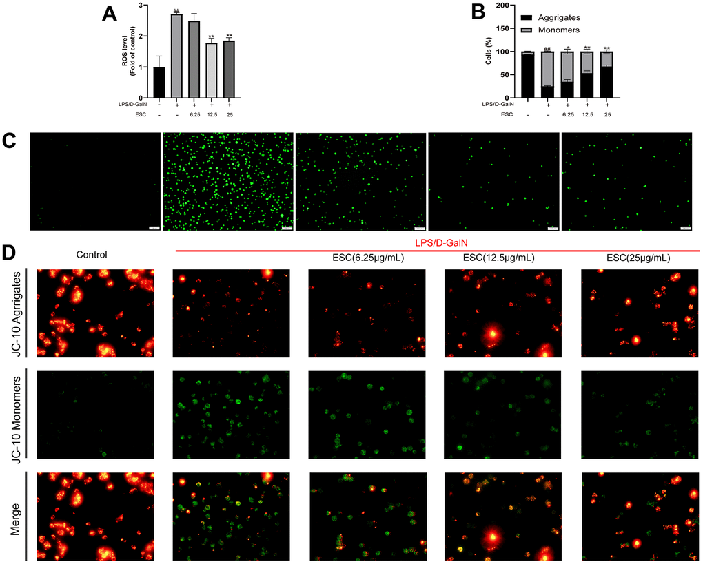 The impact of ESC on ALF-mediated oxidative stress in HepG2 cells. (A) ROS levels. (B) JC-10 red/green ratio. (C) Cellular ROS production was determined with the ROS probe (100×). (D) HepG2 cells were stained using JC-10. Results of 3 independent experiments were described above, of which the significant ones were recorded as *p 