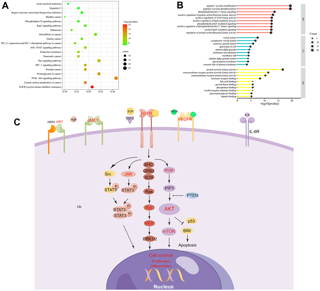 GO and KEGG enrichment analysis. (A) The top 20 pathways enriched in KEGG. (B) GO shows the Top 10 of BP, CC, and MF. (C) Genes related to EGFR signaling pathways are represented in a mechanistic diagram.