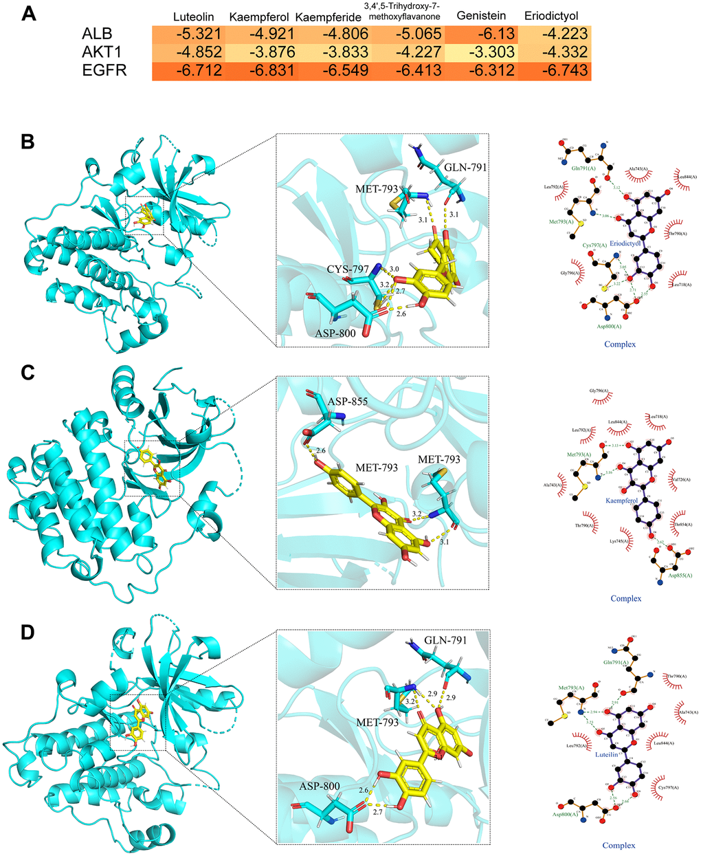 Molecular docking analysis. (A) The heat map of molecular docking scores (kcal/mol). (B) The binding modes of eriodictyol-EGFR complex (2D and 3D images). (C) The binding modes of kaempferol-EGFR complex (2D and 3D images). (D) The binding modes of luteolin-EGFR complex (2D and 3D images). Results of 3 independent experiments were described above.