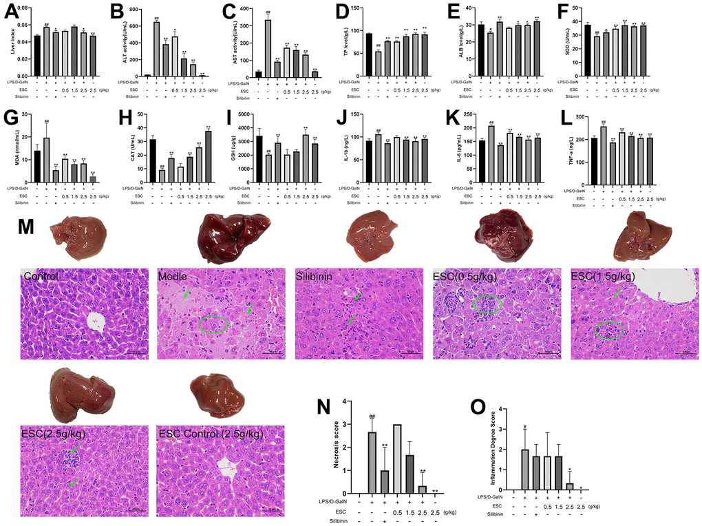 ESC alleviated acute liver failure within an in vivo model. (A) Liver index; (B) serum ALT activity, (C) AST activity, (D) TP levels, (E) ALB levels, (F) SOD levels, (G) MDA levels, (H) CAT levels, (I) GSH levels, (J) IL1-β levels, (K) IL-6 levels, and (L) TNF-α levels; (M) The histopathology of mice liver (HE 400×); (N) Necrosis score; (O) inflammation degree score. Results of 6 independent experiments were described above, of which the significant ones were recorded as *p 