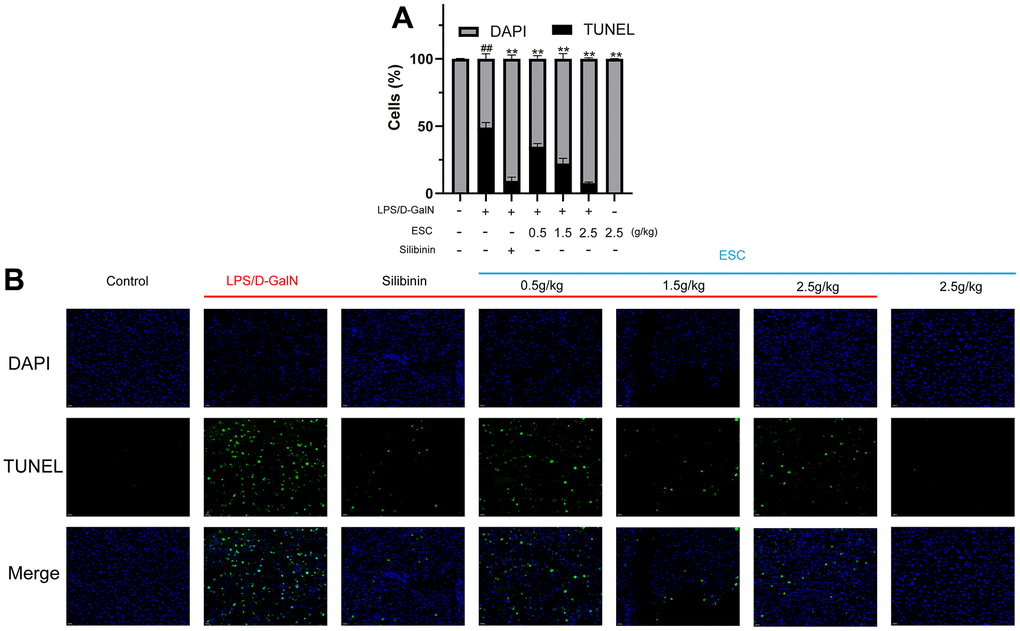 TUNEL histology for mice. (A) The calculated percent TUNEL-positives cells. (B) The representative TUNEL stain images (400×). Results of 6 independent experiments were described above, of which the significant ones were recorded as *p 