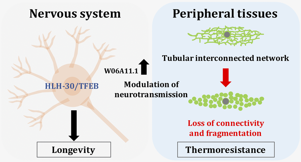Neuronal HLH-30 is necessary for longevity in daf-2 animals and W06A11.1 modulate peripheral mitochondrial fragmentation to enhance thermoresistance in wild-type animals.