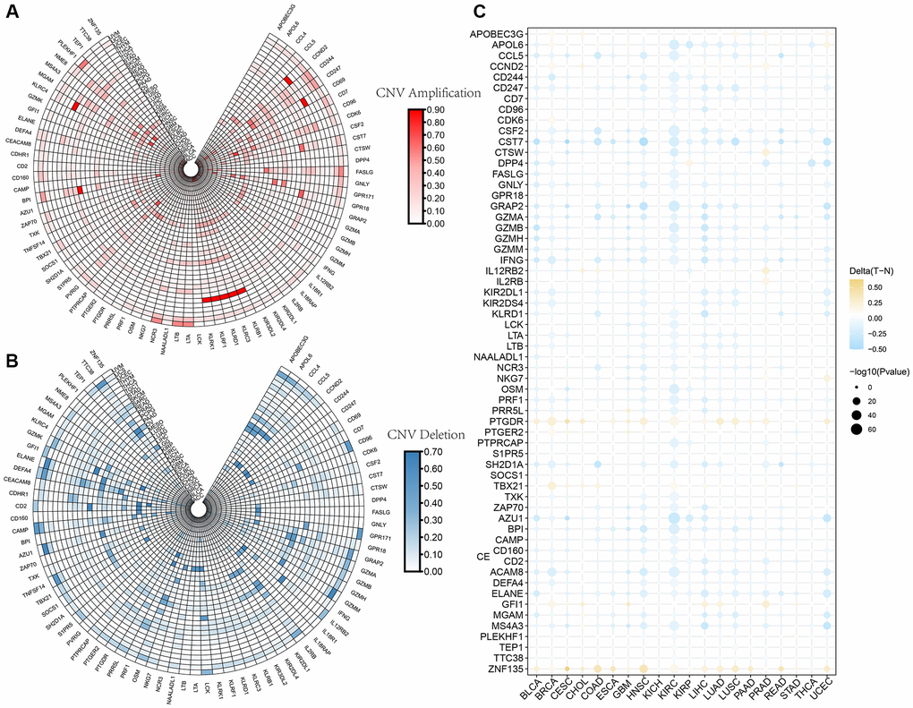 The CNV and methylation profiles of NK cell-related genes in pan-cancer. (A) CNV amplification of NK cell-related genes. (B) CNV deletion of NK cell-related genes. (C) DNA methylation traits of NK cell-related genes.