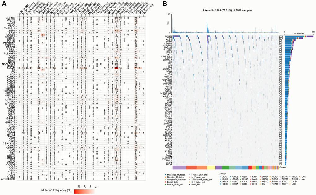 The SNV profiles of NK cell-related genes in pan-cancer. (A) Mutation frequency of NK cell-related genes in pan-cancer. (B) SNV oncoplot of NK cell-related genes.