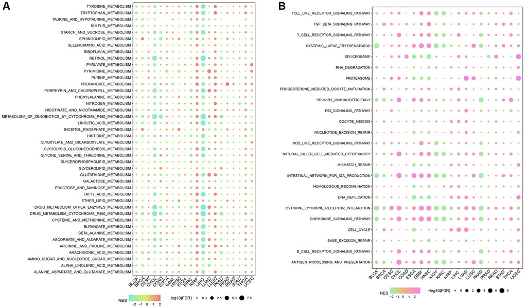 The correlation among NK cell-related genes, tumor metabolic reprogramming, and immune microenvironment in pan-cancer. (A) Correlation between NK cell-related genes and tumor metabolism-related pathways (B) Correlation between NK cell-related genes and immune-related pathways.