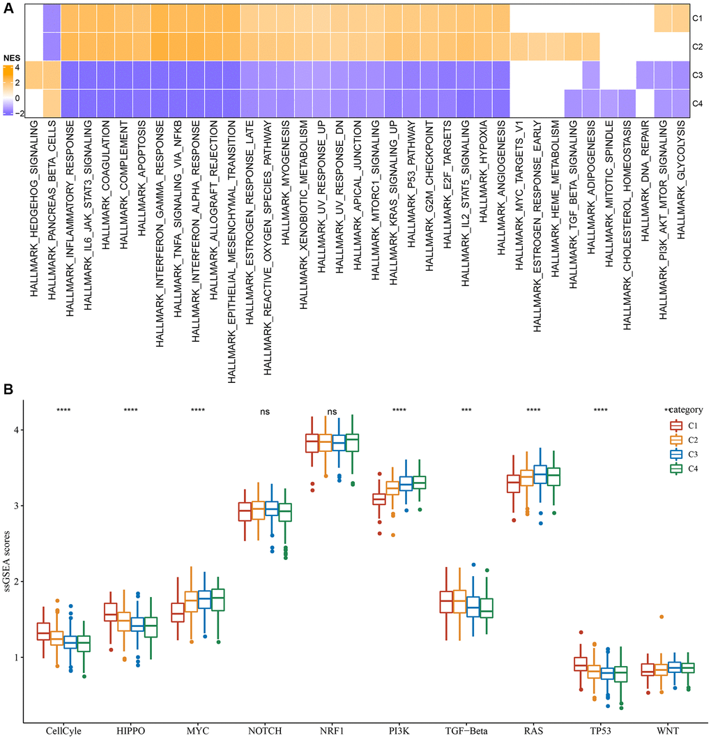 Significantly activated pathways in different molecular subtypes. (A) GSEA analysis results in the TCGA-LGG cohort. (B) Variation in the scores of 10 tumor abnormality-related pathways in various TCGA-LGG molecular subtypes in the **P ***P ****P 