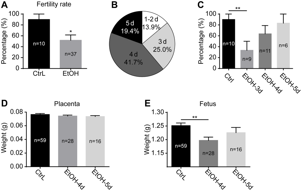 Effects of prepubertal chronic ethanol exposure on fertility. (A) the fertility rate of prepubertal ethanol-exposed female mice. (B) The distribution of successful mating dates after discontinuation of ethanol exposure. (C) The fertility rate of prepubertal ethanol-exposed mice from different successful mating dates. (D) Placenta weight of prepubertal ethanol-exposed mice from different successful mating dates. (E) Fetus weight of prepubertal ethanol-exposed mice from different successful mating dates. *, p