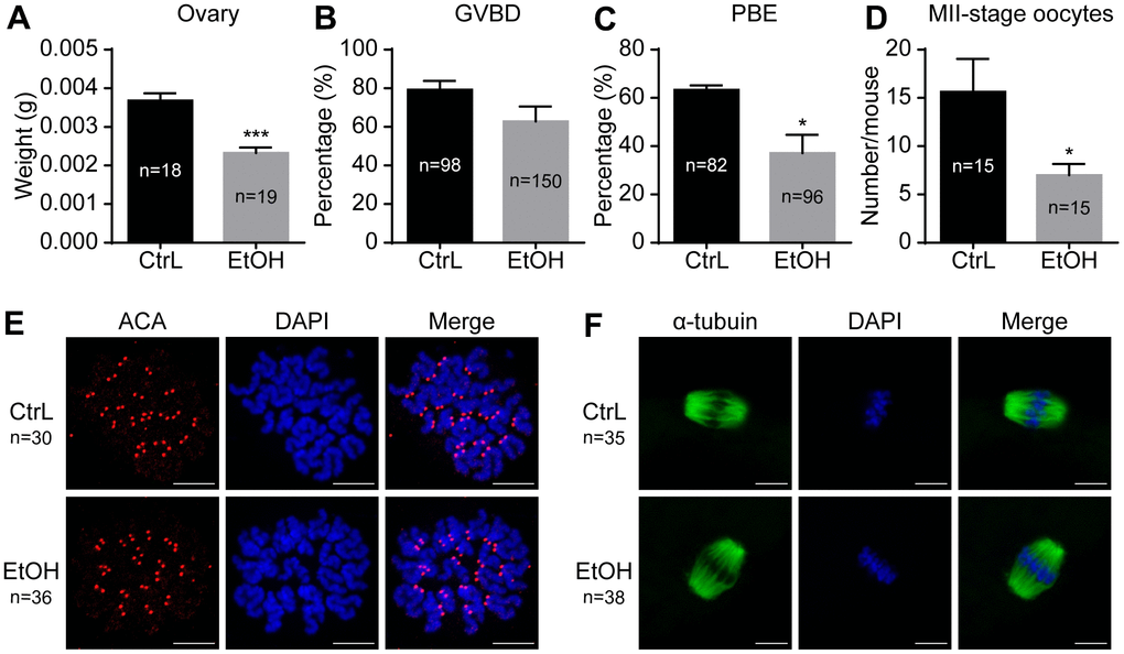 Effects of prepubertal chronic ethanol exposure on ovary and oocytes. (A) Ovary weight. (B) Germinal vesicle breakdown (GVBD) rate. (C) Polar body extrusion (PBE) rate. (D) Number of MII-stage oocytes in vivo. (E) Chromosome spreading in MII-stage oocytes matured in vivo. (F) Spindle stained in MII-stage oocytes matured in vivo.