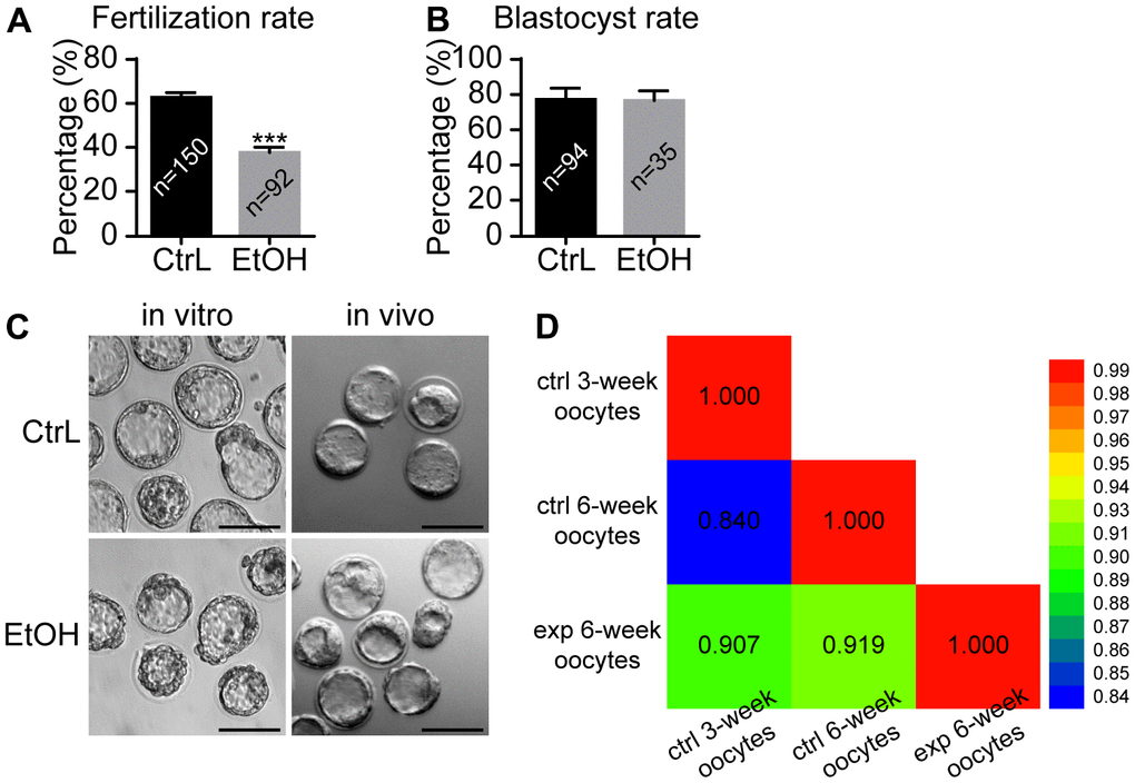 Effects of prepubertal chronic ethanol exposure on fertilization ability. (A) Fertilization rate after in vitro fertilization. (B) Blastocyst rate from zygotes. (C) The morphology of blastocysts produced in vitro and in vivo. ACA, anticentromere antibodies; *, pD) Bivariate analysis between any two of CtrL-3-weeks, CtrL-6-weeks, and EtOH-6-weeks.