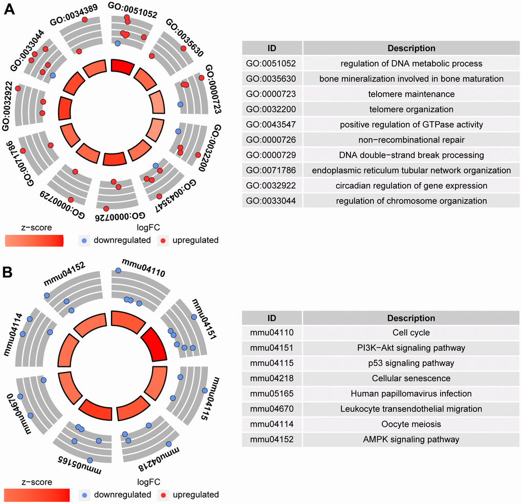 GO analysis and KEGG analysis between CtrL-6-week-group and EtOH-6-week-group. (A) GO analysis. (B) KEGG analysis.