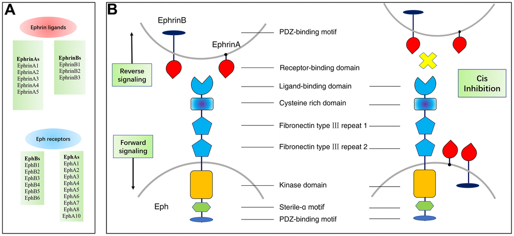 Members and structure of Eph/Ephrins and their bidirectional signals. (A) Members and Structure of Eph/Ephrins. (B) Both Eph receptors and ephrin are expressed in opposing cells and interact in trans to activate forward/reverse signaling. Eph receptors and ephrin are co-expressed in the same cell and interact in cis. Cis inhibition has been shown to inhibit trans signaling.