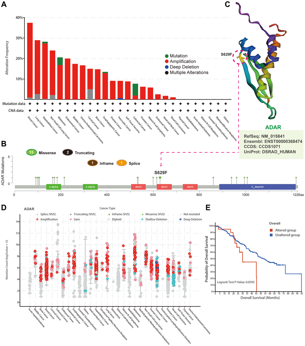 Mutational landscape of ADAR in pan-cancer. (A) The genetic alteration status of ADAR in pan-cancer through the cBioPortal database. (B) The types, loci, and case information of ADAR genetic alterations. (C) The 3D structure shows the S629F mutation site on ADAR protein. (D) A dot plot of ADAR gene alterations in pan-cancer. (E) Survival analysis between the altered and unaltered groups.