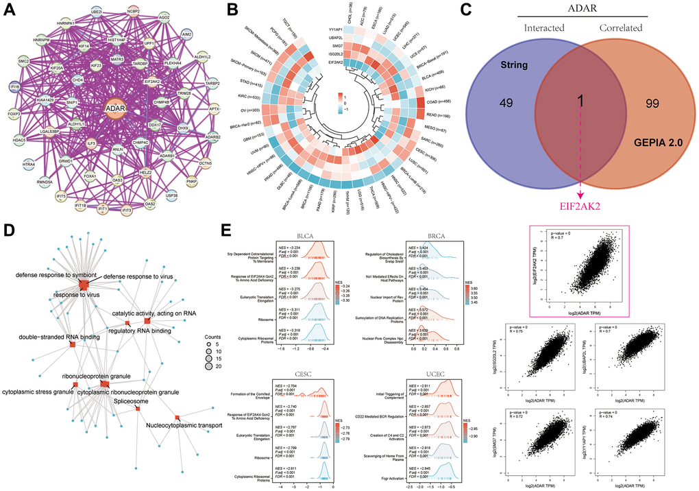 Interaction network of ADAR and enrichment analysis of related genes. (A) 50 experimentally verified ADAR interacting genes obtained from the String database. (B) A heat map of the specific associations of the five most highly correlated ADAR genes (EIF2AK2, ISG20L2, SMG7, UBAP2L, and YY1AP1) in pan-cancer. (C) EIF2AK2 was the most critical gene. We also presented correlations for EIF2AK2 and four additional significantly associated genes. (D) GO and KEGG enrichment analyses for all ADAR-related genes. (E) GSEA enrichment analysis revealed the molecular pathways of ADAR-related genes.