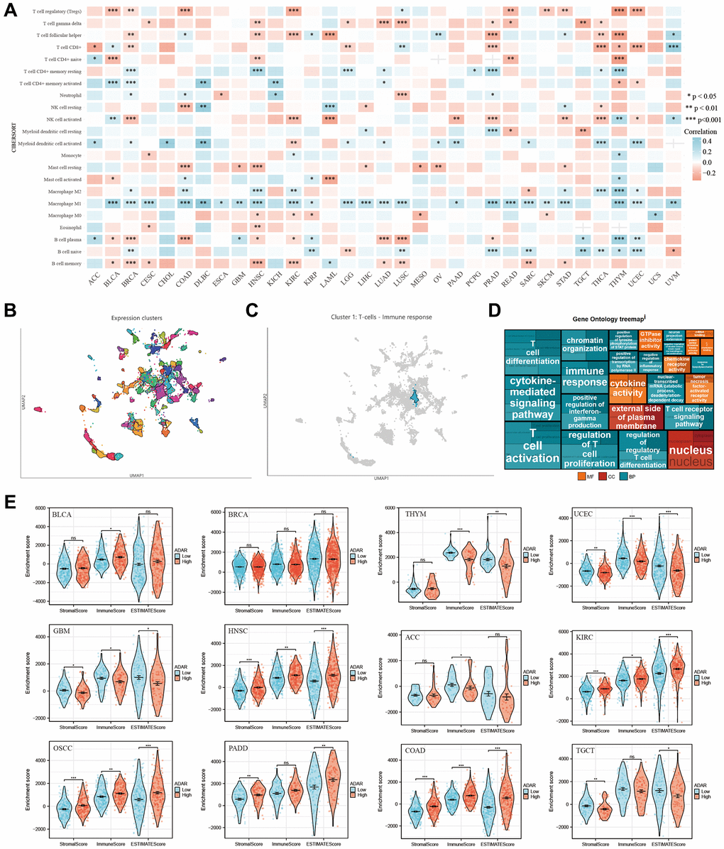 Correlation between ADAR Expression and immune infiltration of cancers. (A) ADAR was correlated with the number of immune cells in most tumors. (B, C) In the HPA single-cell dataset, correlation analysis between ADAR expression and immune cell clustering revealed that ADAR is a part of cluster-1 (T cells—immune response), with high annotation reliability. (D) Gene ontology treemap describes that ADAR is significantly correlated with immune response and T cell activation, differentiation, and proliferation. (E) Negative correlations were observed in ACC, GBM, TGCT, THYM, and UCEC.