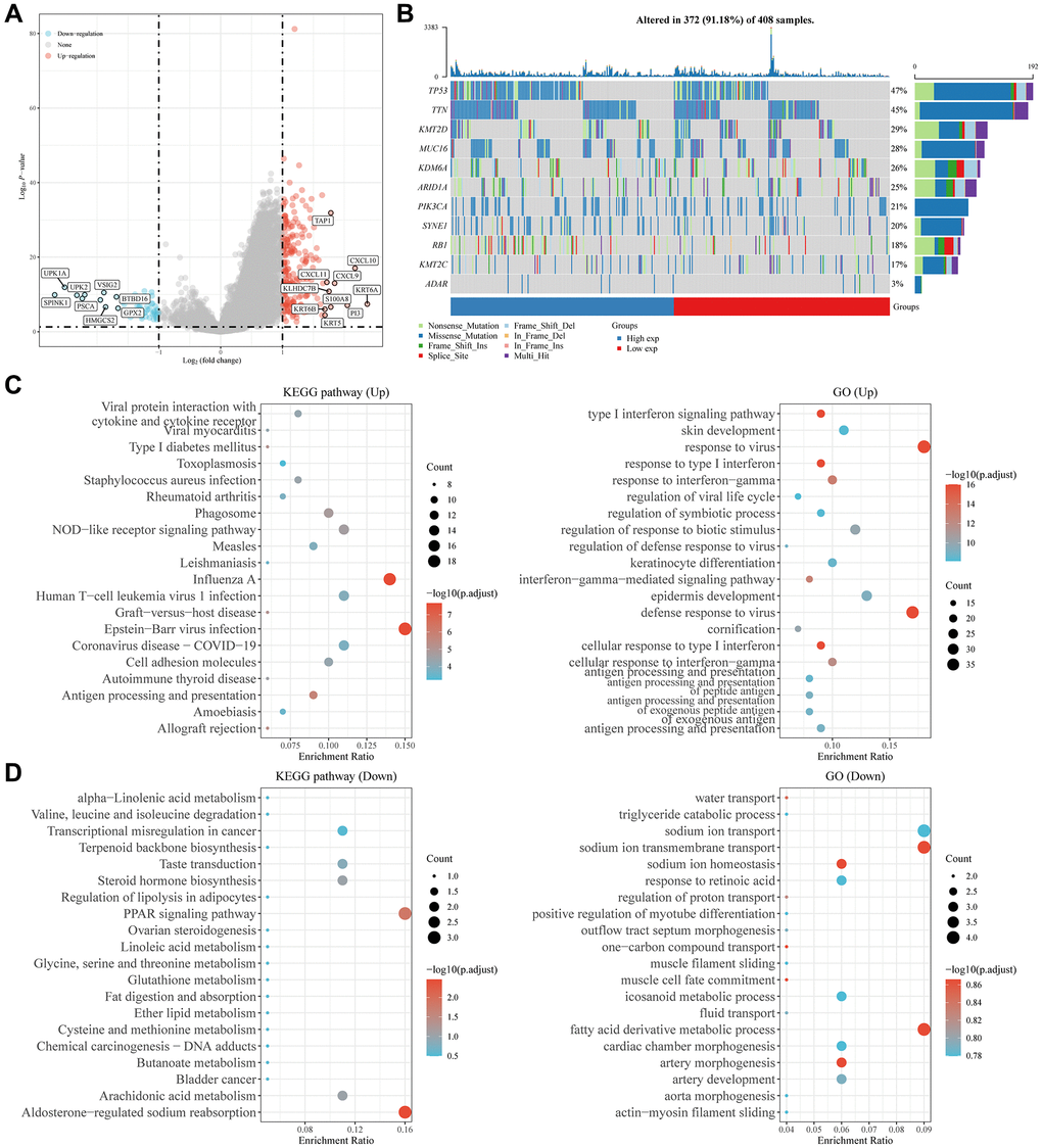 Potential functions and molecular pathways of ADAR in BLCA. (A) Differential analysis between the ADAR high-expression group and the ADAR low-expression group. (B) High ADAR expression predicts a higher frequency of gene mutations. (C, D) GO and KEGG enrichment analysis of differentially expressed genes.