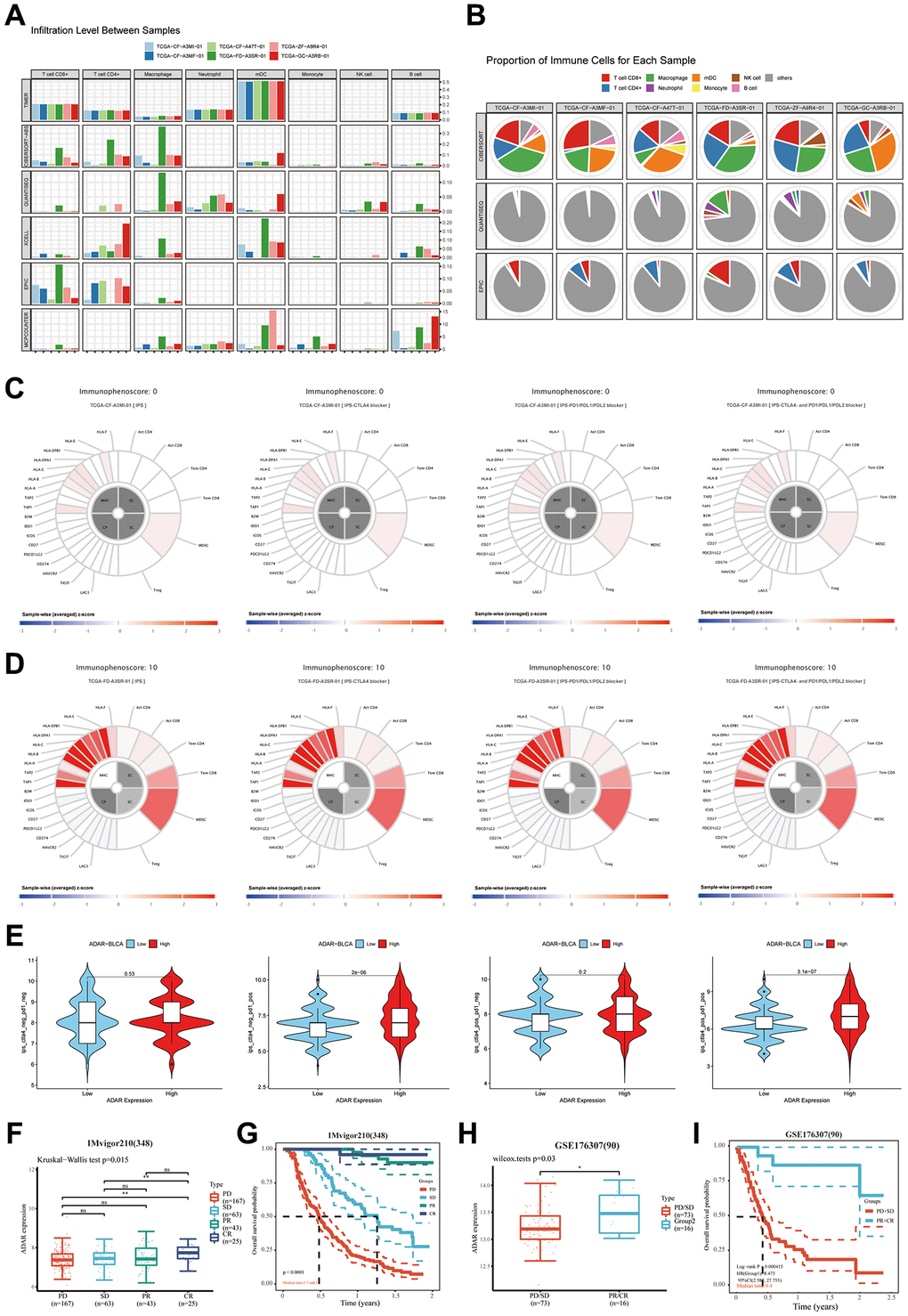 The great value of ADAR in the immunotherapy of BLCA. (A) The ADAR high expression group had a higher number of immune cells in the tumor microenvironment. (B) CD4+T cells accounted for a greater proportion of patients with high expression of ADAR. (C, D) ADAR contribute to higher immunotherapy responses. (E) IPS scores on all TCGA-BLCA samples reconfirmed the conclusion that high ADAR expression predicted a better immunotherapy response. (F) The difference boxplot from the immunotherapy cohort IMvigor210 (n = 348). (G) Survival analysis showed that patients in PR and CR groups had significantly better survival expectations than those in PD and SD groups. (H, I) The difference boxplot and survival analysis from the immunotherapy cohort GSE176307 (n = 90).