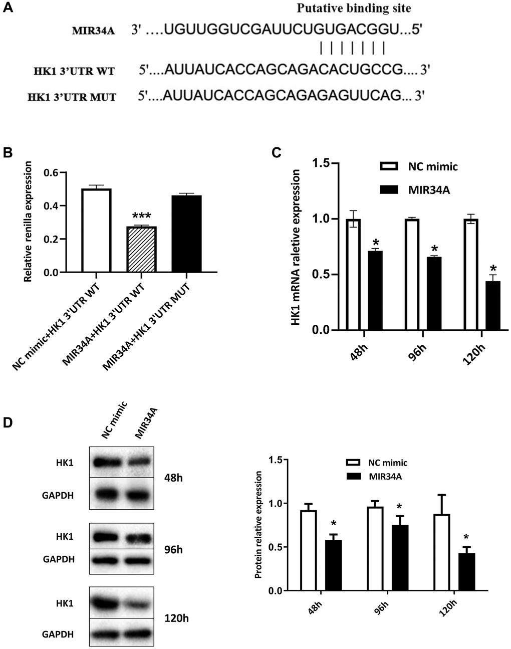 MIR34A directly targets and represses the expression of HK1. (A) A Bioinformatics-based target analysis showed that HK1 is a potential target of MIR34A. (B) The 293T cells were transfected with MIR34A and HK1 3’UTR WT co-transfected into 293T cells. Luciferase reporter assay showed that the luciferase activity of HK1 3′UTR-WT significantly decreased with MIR34A mimic transfection, compared to that of the NC mimic or HK1 3′UTR-mutant group. (C) RT-qPCR analysis was performed to detect the expression of HK1 after MIR34A mimics were transfected into SRA01/04 cells at 48 h, 96 h, and 120 h. (D) SRA01/04 cells were performed as C, and the expression of HK1 was detected by western blot. *P ***P 