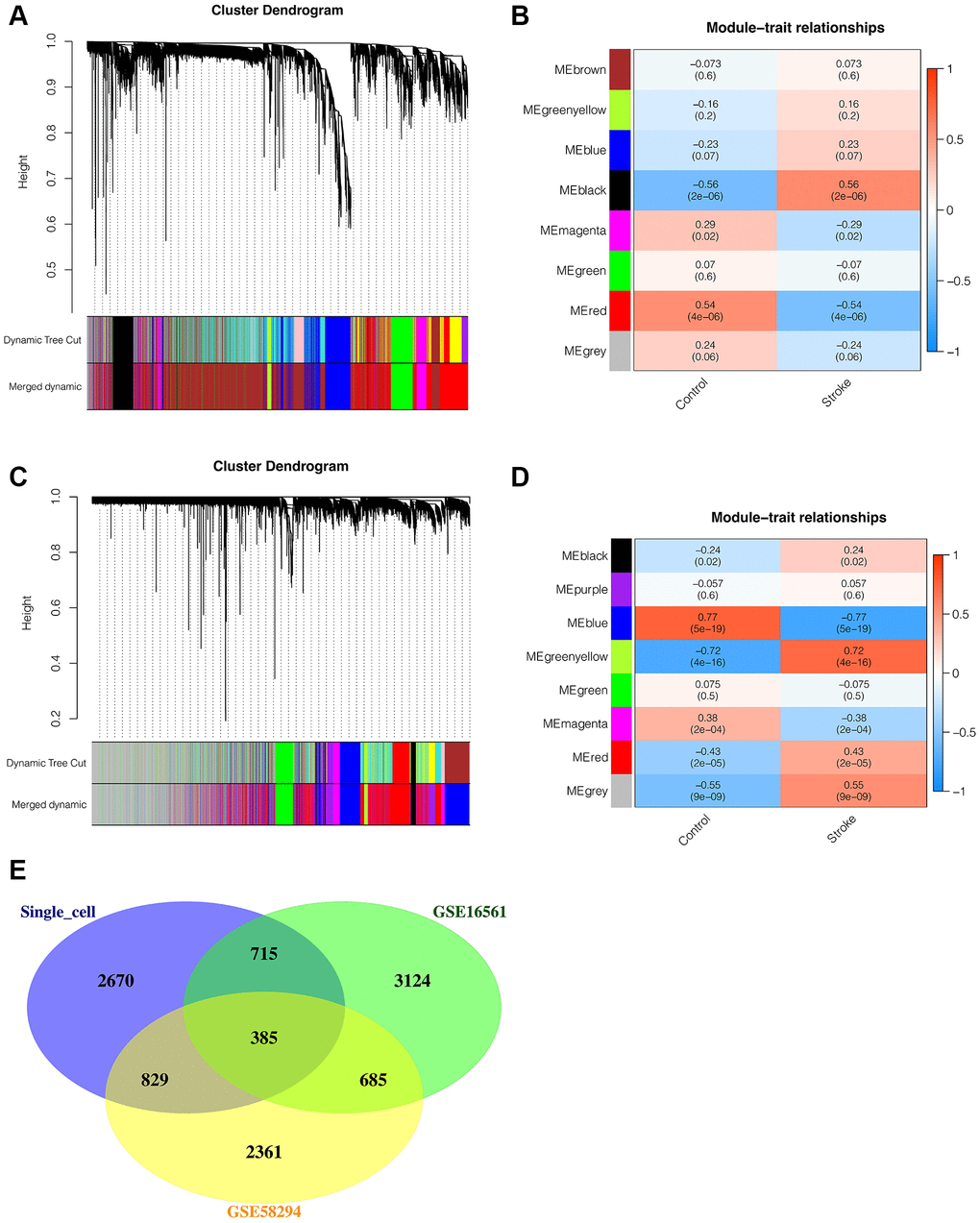 Weighted coexpression network analysis (WGCNA). (A, B) WGCNA in GSE16561. All genes were coclustered into 7 non-gray modules, among which black and red modules were most closely associated with ischemic stroke, and p C, D) WGCNA in GSE58294. All genes were coclustered into 7 non-gray modules, among which blue and greenyellow modules were most closely associated with ischemic stroke, and p E) The Venn intersection of genes obtained from single-cell analysis and genes obtained from transcriptome WGCNA analysis.