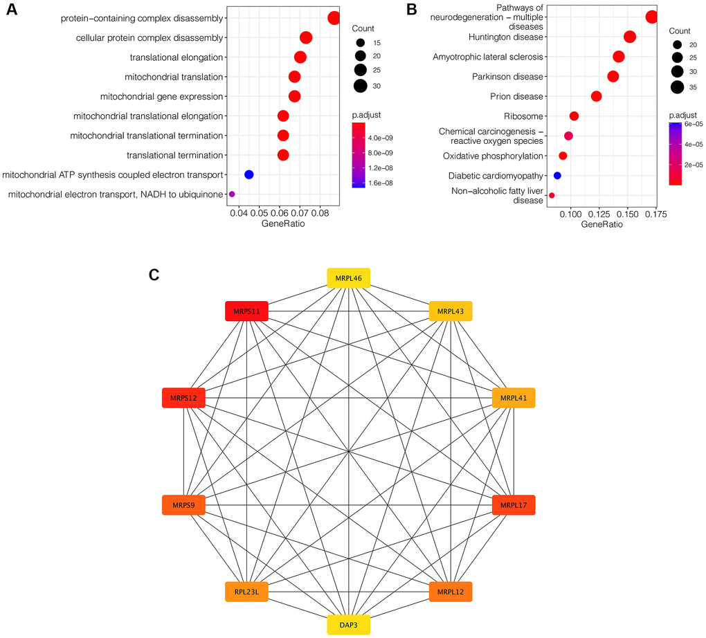 Enrichment analysis and protein-protein interaction network construction. (A) GO enrichment analysis. (B) KEGG enrichment analysis. (C) PPI network analysis. MRPS11 and MRPS12 are the two hub genes.