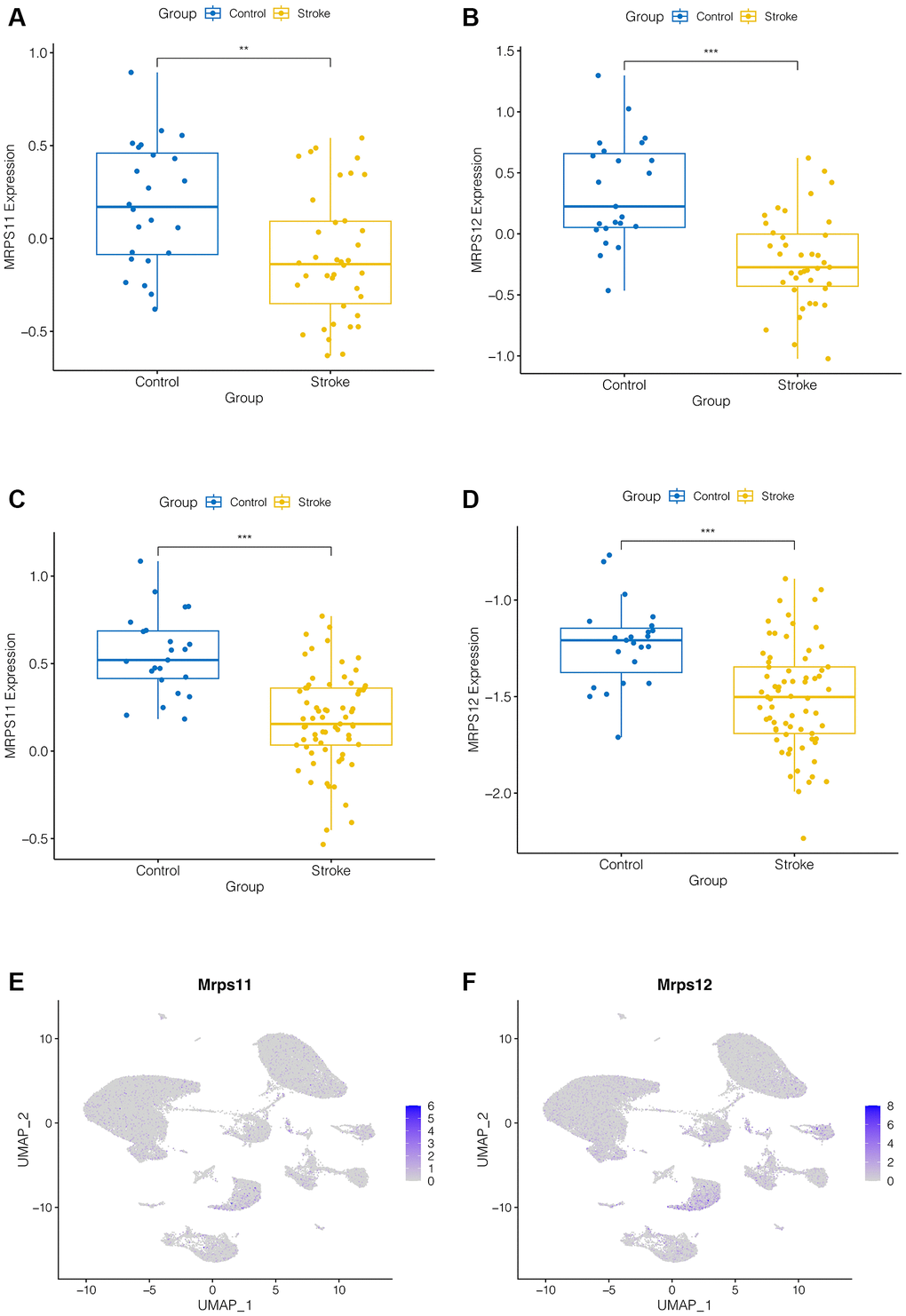 Expression analysis of hub genes. (A–D) MRPS11 and MRPS12 were down-regulated in ischemic stroke patients in the GSE16561 and GSE58294 data sets (p E, F) Expression analysis of MRPS11 and MRPS12 in single cell data.