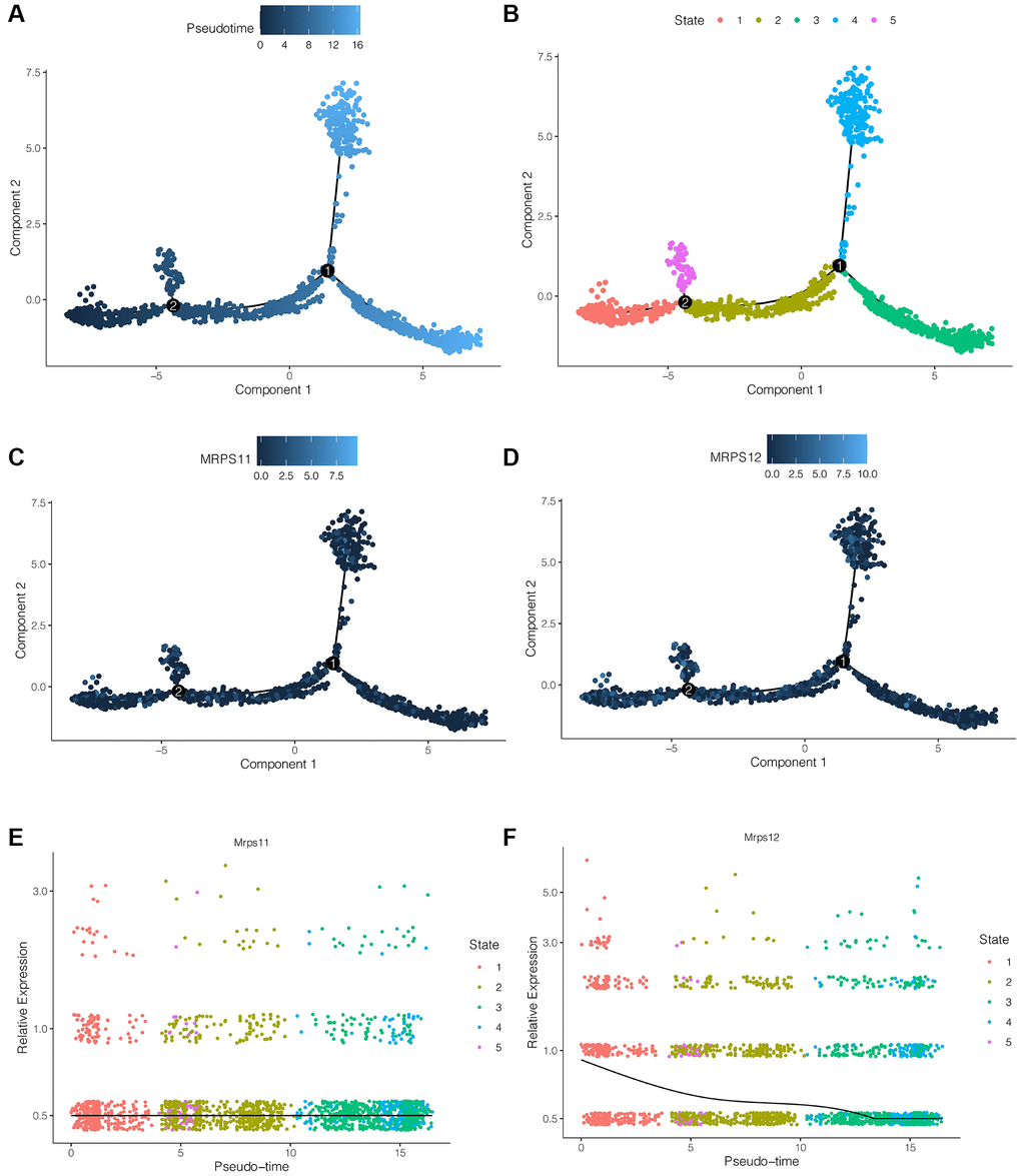 Pseudo-time series analysis. (A, B) Cells differentiation diagram. pre-B cell CD34 cells have five differentiation states, among which state 1 is early differentiation, and state 3 and state 4 is late differentiation. (C–F) During the differentiation of pre-B cell CD34 cells, the expression of MRPS11 did not change significantly, while the expression of MRPS12 showed a trend of gradual decline.