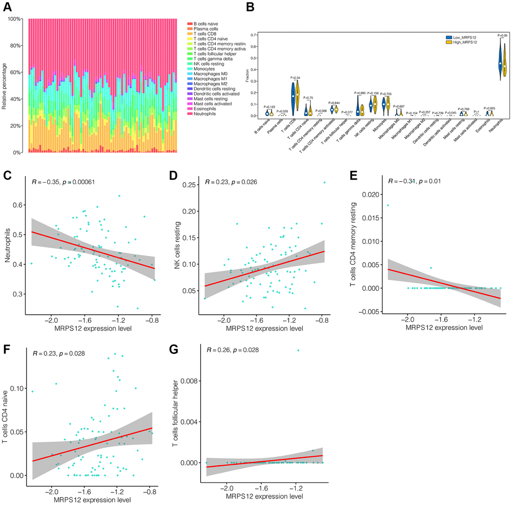 Immune cell infiltration analysis. (A) The immune infiltration landscape in ischemic stroke patients. (B) The infiltration levels of immune cells difference between the high-MRPS12 expression group and low-MRPS12 expression group. (C–G) Correlation analysis of the immune cells associated with MRPS12.