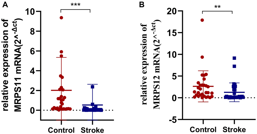 PCR experiment. (A, B) MRPS11 and MRPS12 were significantly down-regulated in peripheral blood of patients with ischemic stroke (**p ***p 