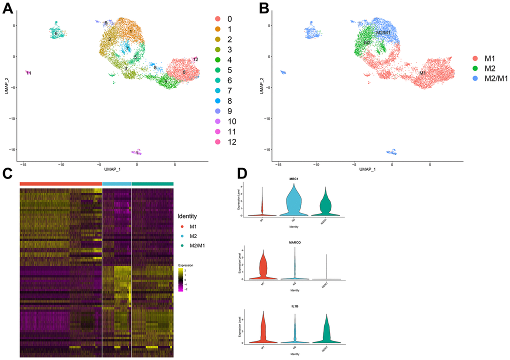 (A, B) The macrophage population was divided into 13 clusters, which were finally categorized into 3 cell populations (M1, M2, M2/M1). (C) Differential gene analysis among different subtypes of macrophages: The X-axis represents the macrophage subtypes, and the Y-axis represents the differentially expressed genes. (D) Violin plot of macrophage marker genes.