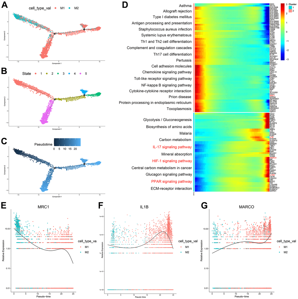 (A–C) Trajectory analysis of M1 macrophages and M2 macrophages. (D) The trajectory analysis of the heatmap of M1 macrophages versus M2 macrophages: The X-axis represents the timeline of trajectory analysis, the left Y-axis represents the KEGG enrichment results, and the right Y-axis represents the differentially expressed genes between the two clusters. (E–G) Pseudotime analysis of genes (MRC1, IL1B, and MARCO): The X-axis represents the cell of trajectory analysis, and the Y-axis represents the relative expression of the gene.