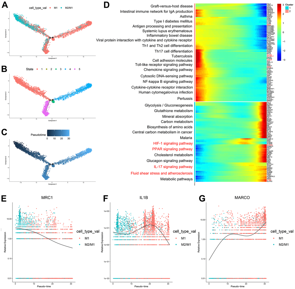 (A–C) Trajectory analysis of M1 macrophages and M2/M1 macrophages. (D) The trajectory analysis of the heatmap of M1 macrophages versus M2/M1 macrophages. The X-axis represents the timeline of trajectory analysis, the left Y-axis represents the KEGG enrichment results, and the right Y-axis represents the differentially expressed genes between the two clusters. (E–G) Pseudotime analysis of genes (MRC1, IL1B, and MARCO). The X-axis represents the cell of trajectory analysis, and the Y-axis represents the relative expression of the gene.