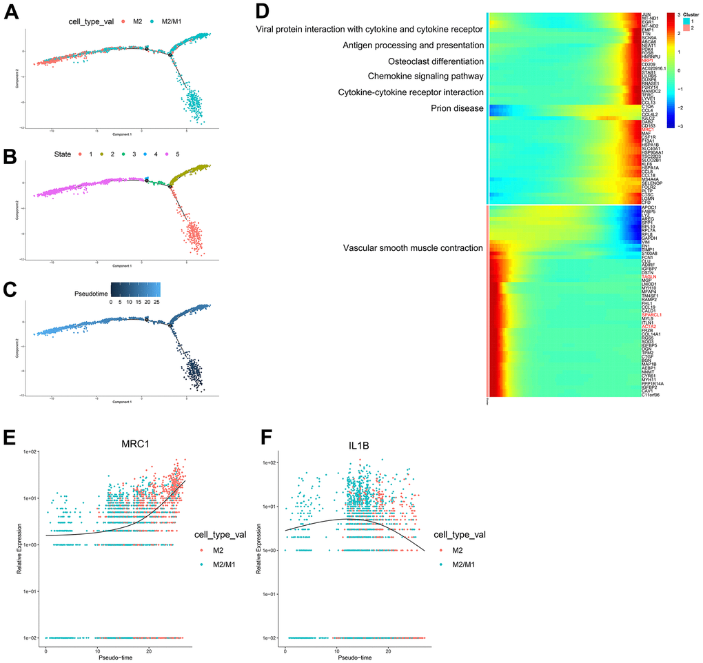 (A–C) Trajectory analysis of M2 macrophages and M2/M1 macrophages. (D) The trajectory analysis of the heatmap of M2 macrophages versus M2/M1 macrophages. The X-axis represents the timeline of trajectory analysis, the left Y-axis represents the KEGG enrichment results, and the right Y-axis represents the differentially expressed genes between the two clusters. (E, F) Pseudotime analysis of genes (MRC1, IL1B, and MARCO). The X-axis represents the cell of trajectory analysis, and the Y-axis represents the relative expression of the gene.