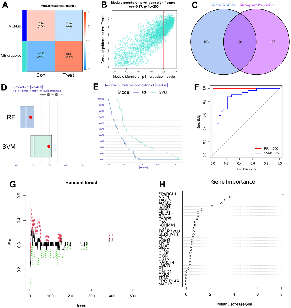 (A) The leftmost color block represents the module, and the rightmost color bar represents the correlation range. In the heatmap in the middle part, the darker the color is, the higher the correlation. Red indicates a positive correlation, and blue indicates a negative correlation. The numbers in each cell indicate relevance and significance. The X-axis represents the sample type. (B) A scatterplot of gene significance (GS) for treat vs. module membership in the turquoise module. There is a highly significant correlation between GS and MM in the module. (C) The left circle represents the disease-characteristic genes screened using the WGCNA method, and the right circle represents the characteristic genes that change most clearly over time between macrophage subtypes. The intersection of the two circles represents the intersecting genes. (D, E) Boxplot of the residual and reserve cumulative distribution of the residual. (F) The ROC curve shows the difference between SVM and RF. (G, H) RF analysis results and screening for important genes.