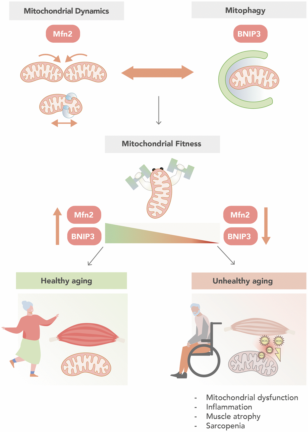 Mitochondrial fitness sustains healthy muscle aging. Coordination of mitochondrial dynamics and mitophagy are two key events in the control of mitochondrial fitness. In this regard, high levels of the mitochondrial dynamics protein Mfn2, and the mitophagy protein BNIP3, are associated with an increase in mitochondrial fitness and determine a healthy muscle aging. In contrast, unhealthy muscle aging is associated to low levels of Mfn2 and BNIP3, which is characterized by mitochondrial dysfunction, inflammation, muscle atrophy and sarcopenia.