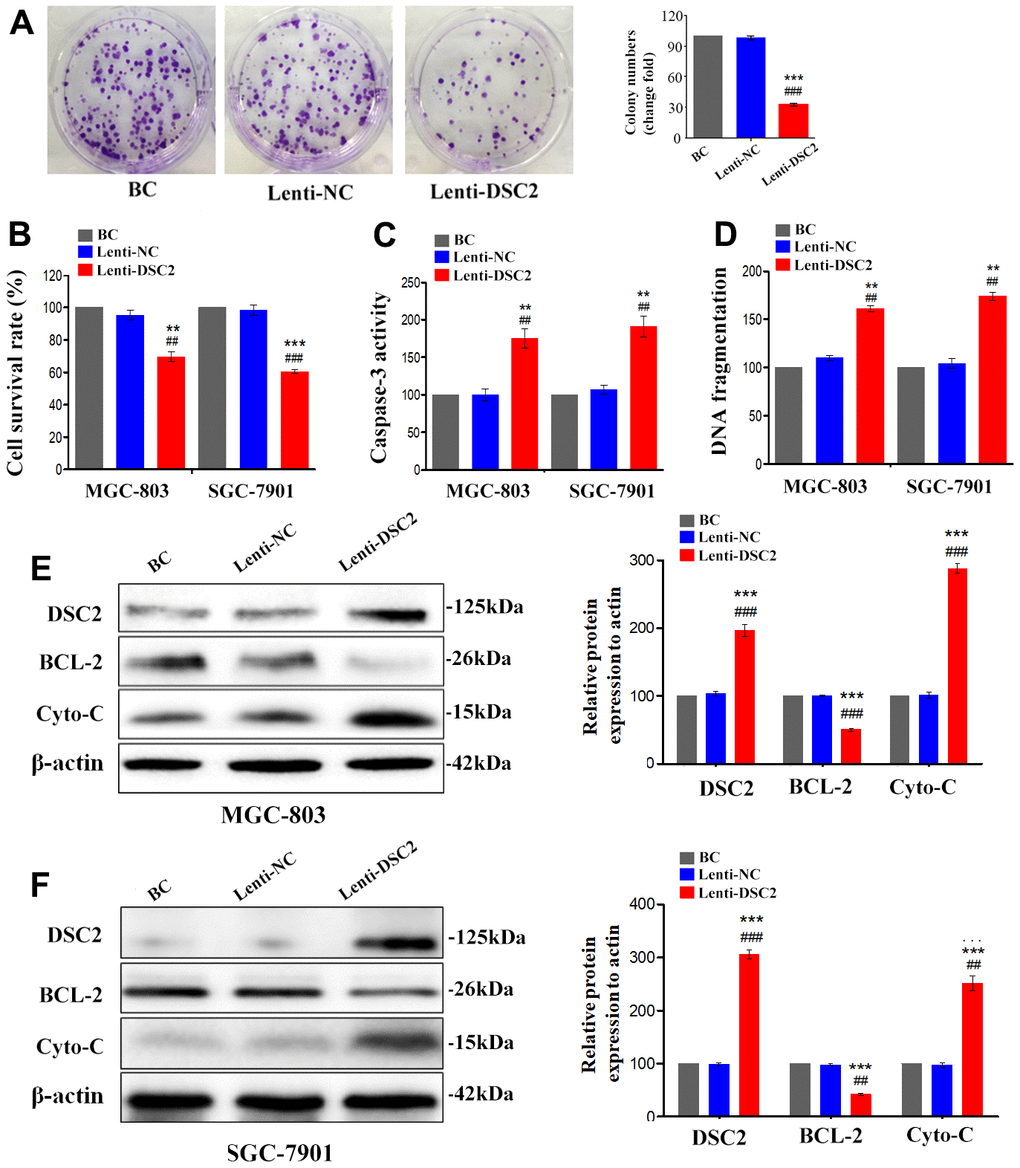 DSC2 suppressed viability of GC cells in vitro. After stably expressing DSC2 gene, the viability of cells was determined by colony formation assay (A, in MGC-803 cells), MTT assay, Caspase-3 activity assay and sperm DNA fragmentation assay (B–D, in MGC-803 and SGC-7901 cells). (E, F) The expression of BCL-2 and Cyto-C were determined by Western blot assay. Data are presented as mean ± SEM from three separate experiments. **p