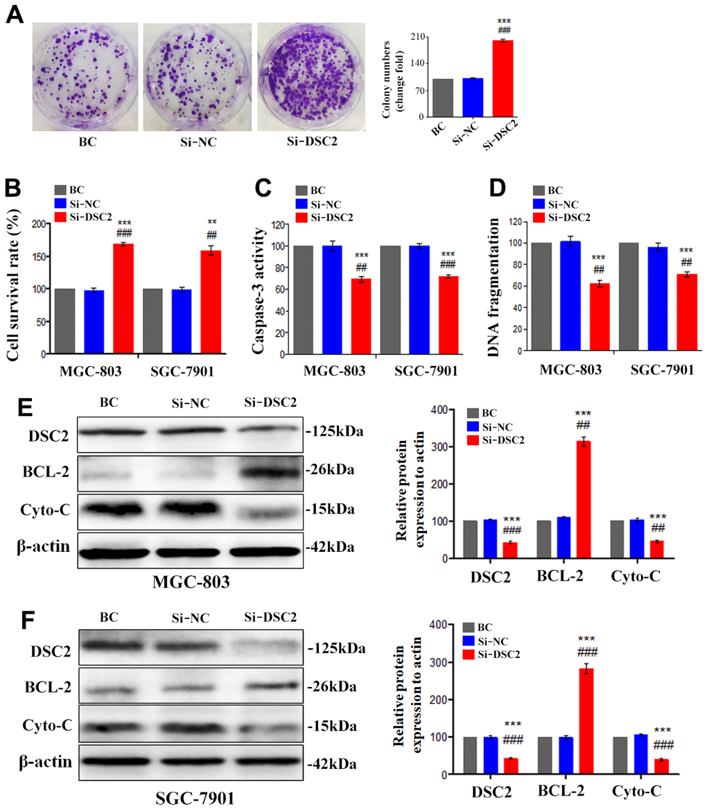 Silencing the DSC2 gene promoted viability of GC cells in vitro. After being transfected with siDSC2(1+2), the viability of cells was determined by colony formation assay (A, in MGC-803 cells), MTT assay, Caspase-3 activity assay and sperm DNA fragmentation assay (B–D, in MGC-803 and SGC-7901 cells). (E, F) The expression of BCL-2 and Cyto-C were determined by Western blot assay. Data are presented as mean ± SEM from three separate experiments. **p