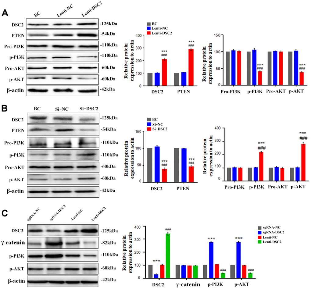DSC2 inhibited the PI3K/AKT signaling pathway in MGC-803 cells. After stably expressing and knocking down DSC2 gene in MGC-803 cells, (A, B) the expressions of PTEN, pro-PI3K, p-PI3K, pro-AKT, p-AKT were detected by Western blot assay. Data are presented as mean ± SEM from three separate experiments. ***pC) The expressions of DSC2, γ-catenin, p-PI3K and p-AKT in tumor xenograft tissues were detected by Western blot assay. Data are presented as mean ± SEM, n=5. ***p