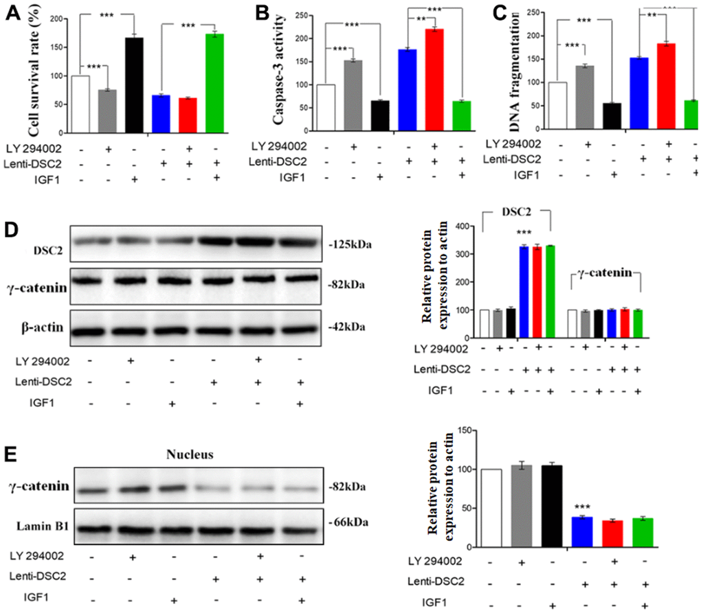 DSC2 inhibited the viability of MGC-803 cells through suppressing PI3K/AKT/mTOR signaling pathway. Effect of DSC2 on the viability of GC cells in the presence of LY294002 and IGF1 was determined by Caspase-3 activity assay (A), Sperm DNA fragmentation assay (B) and MTT assay (C). Data are presented as mean ± SEM from three separate experiments. **pD, E) The levels of γ-catenin both in cells and in the nucleus among MGC-803 cells that treated with LY294002 or IGF1, were tested by Western blot assay. The data are represented as mean ± SEM, n=3. ***p