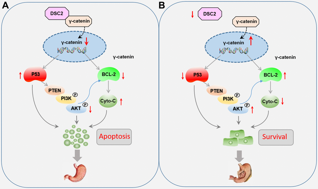 Role of DSC2 in the survival of gastric cancer cells. (A) DSC2 binds the γ-catenin to decrease its nuclear level, thereby downregulating BCL-2 expression, which adjusts the expression of Cyto-C negatively, and upregulating P53 expression, which adjusts the PTEN/PI3K/AKT signaling pathway to promote the GC cell apoptosis. (B) Dissociated γ-catenin translocates to the nuclei of GC cells when DSC2 is destroyed or suppressed, thereby upregulating BCL-2 expression, which suppresses the expression of Cyto-C, and downregulating P53 expression, which adjusts the PTEN/PI3K/AKT signaling pathway to promote the GC cell survival.