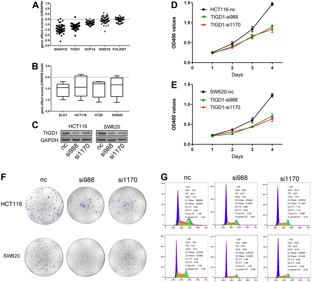 Gene effect scores based on CRISPR-Cas9 and Silencing TIGD1 gene inhibited CC cells proliferation and cycle. (A) The interference values of five CDM risk genes. (B) The interference values of colon cancer cell lines (DLD1, HCT116, HT29, SW620). (C) siRNAs interfered TIGD1 expression in HCT116 and SW620 (three group: nc, si988 and si1170). (D, E) HCT116 and SW620 cells were significantly inhibited in growth with knocking down the TIGD1 gene expression by cck8 assays. (D) for HCT116, (E) for SW620. (F) The cloning ability of HCT116 and SW620 cell lines were significantly inhibited with knocking down the TIGD1 gene expression by clone formation assays. (G) Silencing the expression of TIGD1 gene retarded the proliferation cycle of HCT116 and SW620 in the G1 phase.