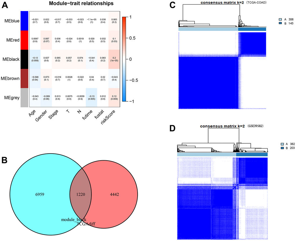 WGCNA analysis, consensus clustering and immune subtype construction. (A) Module–Clinical Trait Relationships of consensus module eigengene and different clinical features of COAD. Each row in the table corresponds to a module eigengene (ME), and each column to a clinical parameter (five module: blue, red, black and grey; eight clinical features: Age, Gender, Stage, T, N, futime, fustat and CDM riskScore). Each cell contained the correlation coefficients and p value (red, positively correlated; green, negative correlated). (B) Venn plot of CDM-associated co-expressed genes (5,662 genes) and upregulated genes (8,179 genes). Red represents coexpressed genes and cyan represents TCGA-COAD upregulated genes. (C) The consensus score matrix of TCGA-COAD samples when k = 2. Subtype A contains 306 samples and subtype B contains 143 samples. (D) The consensus score matrix of GSE39582 samples when k = 2. Subtype A contains 382 samples and subtype B contains 203 samples.