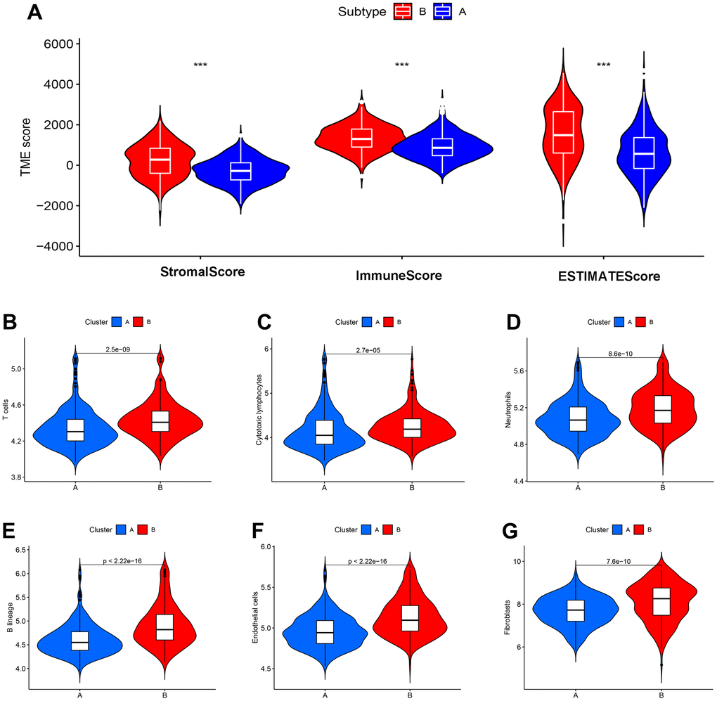 CDM subtypes associated with immunotherapeutic response predictors in GSE39582 datasets. (A) Tumor immune microenvironment analysis between CDM immune subtype A and subtype B by Microenvironment Cell Populations counter algorithm. (B–G) The association between CDM subtypes and immune cell infiltration; (B) for T cells; (C) for cytotoxic lymphocytes; (D) for neutrophils; (E) for B lineages; (F) for endothelial cells; (G) for fibroblasts.