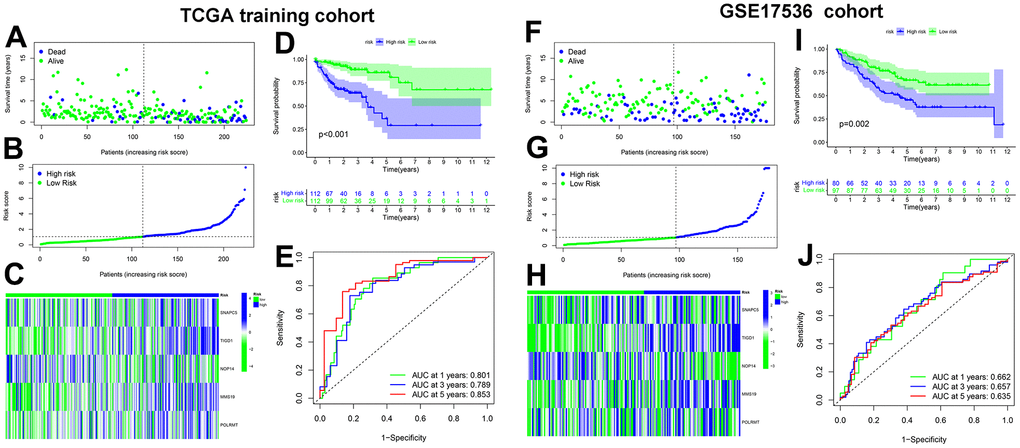 Cancer Dependency Maps (CDMs) signature construction and validation in TCGA training cohort and GSE17536 cohort. (A) Survival scatter plot in TCGA training cohort. A dot represents a CC patient (blue represents Dead, Green represents alive). Dotted lines show the median of risk score that dichotomize patients into high and low groups. (B) Risk score plot in TCGA training cohort. The patients of CC are ordered by the risk score of the CDM signature. Dotted lines show the median of risk score that dichotomize patients into high (blue) and low (green) groups. (C) Heatmap of five CDM signature genes (SNAPC5, TIGD1, NOP14, MMS19 and POLRMT) in TCGA training cohort. Blue represents high-CDM risk group and green represents low-CDM risk group. (D) Kaplan-Meier plot in TCGA training cohort (pE) The ROC curve of CDM signature in TCGA training cohort. Green show one year AUC value (AUC value=0.801), blue show three years AUC value (AUC value=0.789) and red show five years AUC value (AUC value=0.853). (F) Survival scatter plot in GSE17536 cohort. (G) Risk score plot in GSE17536 cohort. (H) Heatmap of five CDM signature genes (SNAPC5, TIGD1, NOP14, MMS19 and POLRMT) in GSE17536 cohort. (I) Kaplan-Meier plot in GSE17536 cohort (p=0.002). (J) The ROC curve of CDM signature in GSE17536 cohort. One year AUC value (AUC value=0.662), three years AUC value (AUC value=0.657) and five years AUC value (AUC value=0.635).