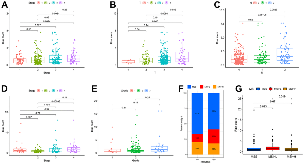 Correlation among clinicopathological classifications and CDM signature risk scores. (A) Boxplot. Correlation between tumour stage and risk-CDM score in TCGA-COAD cohort. Pink represents I stage, green represents II stage, Cyan represents III stage and violet represents IV stage. (B) Boxplot. Correlation between depth of tumor invasion (T) and risk-CDM score in TCGA-COAD cohort. Pink represents T1, green represents T2, cyan represents T3 and violet represents T4. (C) Boxplot. Correlation between lymph node metastasis (N) and risk-CDM score in TCGA-COAD cohort. Pink represents N0 (not metastasis), green represents N1 (1-3 regional lymph node metastases) and blue represents N2 (4 or more regional lymph node metastases). (D) Boxplot. Correlation between tumour stage and risk-CDM score in GSE17536 cohort. Pink represents I stage, green represents II stage, Cyan represents III stage and violet represents IV stage. (E) Boxplot. Correlation between grade and risk-CDM score in GSE17536 cohort. Pink represents G1 (good), green represents G2 (moderate) and blue represents G3 (poor). (F) Microsatellite stability histogram. MSS (blue), MSI-L (red) and MSI-H (orange) of High/Low risk group samples in TCGA-COAD cohort. (G) Boxplot. Correlation between microsatellite stability and risk-CDM score in TCGA-COAD samples. MSS (blue), MSI-L (red) and MSI-H (orange).