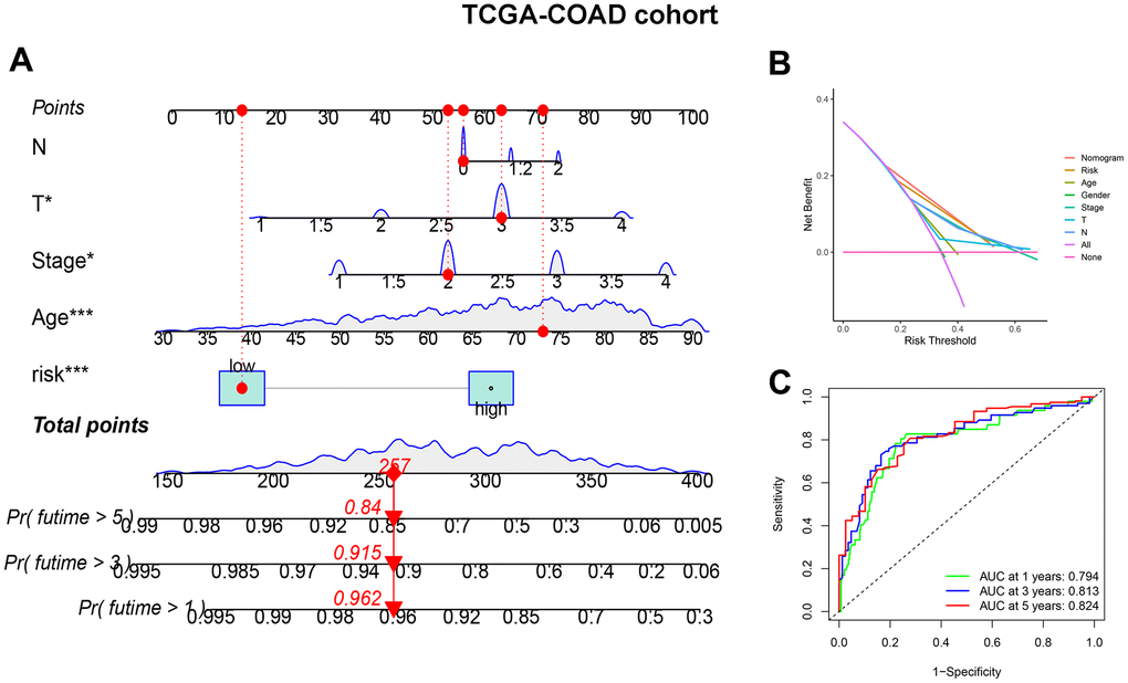 CDM-associated nomogram construction in TCGA-COAD cohort. (A) CDM-associated Nomogram for predicting 1-, 3-, and 5-year OS of patients with TCGA-COAD cohort. (B) The decision curve (DCA) analysis for CDM-associated nomogram in TCGA-COAD cohort. (C) The ROC curve of CDM-associated Nomogram in all TCGA-COAD cohort. Green show one year AUC value (AUC value=0.794), blue show three s AUC value (AUC value=0.813) and red show five years AUC value (AUC value=0.824).