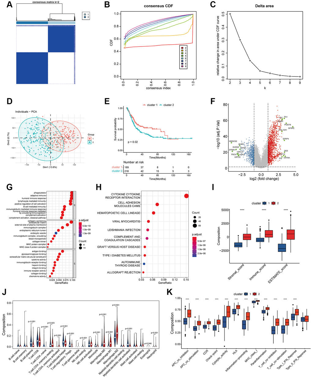 Classification of coagulation subgroups in bladder cancer. (A–C) The result of consensus matrix (A), consensus CDF (B) and delta area plot (C) suggested that the optimal value of K should be 2, which means it was most appropriate to divide all patients into two subtypes. (D) PCA classification of coagulation subtypes in bladder cancer. (E) K-M survival curve of coagulation subtypes in bladder cancer. The results suggest that hypercoagulable state of bladder cancer is significantly associated with poor prognosis. (F) Differentially expressed genes of coagulation subtypes in bladder cancer. Statistically significant genes were considered to meet the inter-group |log2-fold change (FC)|> 1 and error detection rate (FDR) G) GO analysis suggested that biological function between coagulation subtypes was mainly enriched in the extracellular matrix, immune-related pathways, and complement and coagulation cascade pathways. (H) KEGG suggested that biological function between coagulation subtypes was mainly enriched in the extracellular matrix, immune-related pathways, and complement and coagulation cascade pathways. (I) The results of Estimate analysis suggest that hypercoagulable state has higher stromal score and estimate score. (J) Lymphocyte infiltration analysis of coagulation subtypes. The abundance of B cell and T cell infiltration with low coagulation state was higher, while the abundance of macrophage infiltration in the high coagulation state was relatively higher. (K) ssGSEA analysis of coagulation subtypes. APC-co-inhibition, check-point, HLA, MHC, T