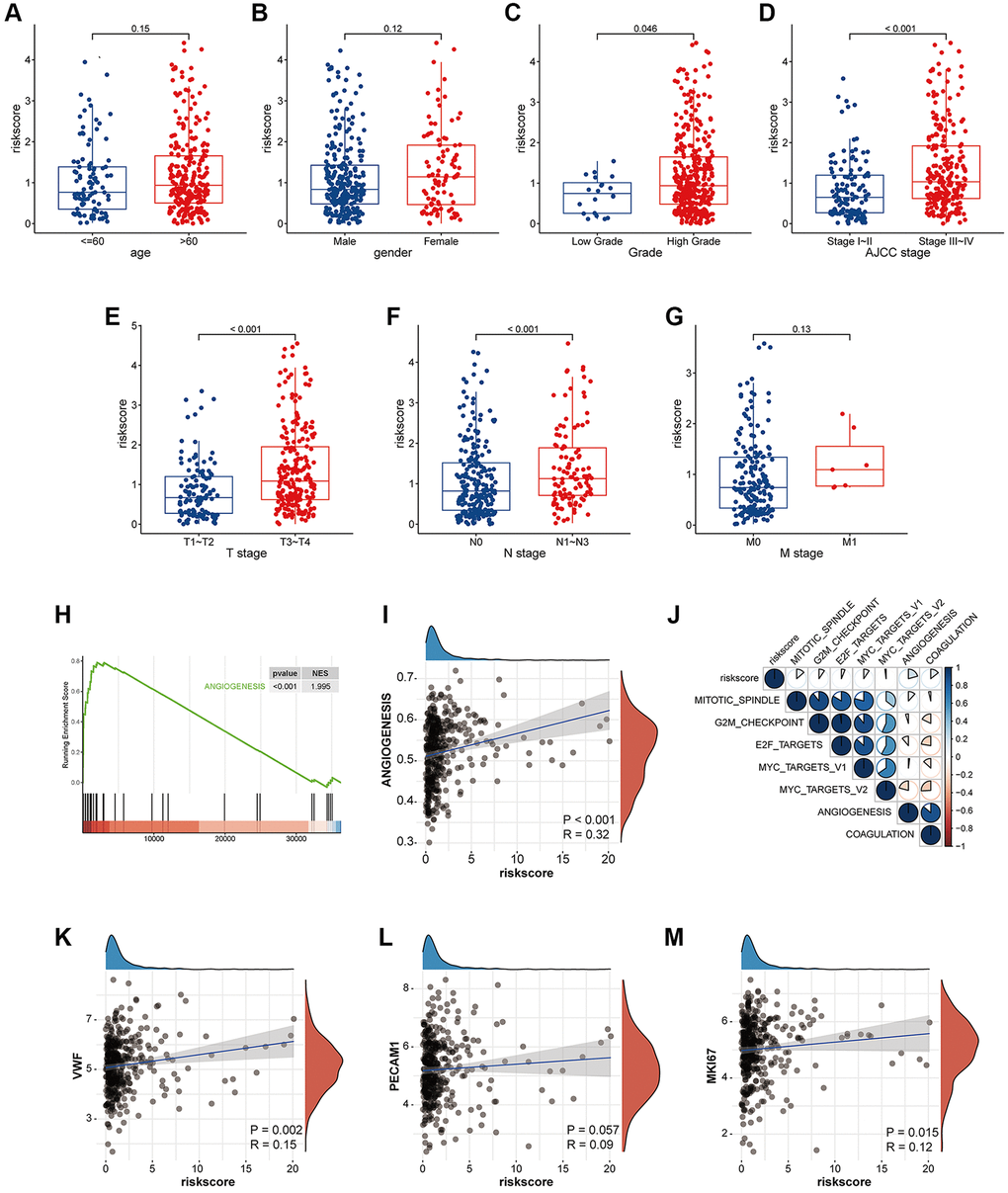 The risk signature is closely related to tumor proliferation, metastasis, coagulation and angiogenesis. (A–G) Box plot of coagulation related risk score by age, gender, pathological grade, AJCC stage, TNM stage. A higher risk score means a higher T, N, AJCC-Stage and a higher grade. The difference was statistically significant. (H) GSEA pathways were enriched for angiogenesis based on coagulation-related risk score. NES = 1.995, p I) Coagulation-related risk score was strongly positively correlated with angiogenesis. R = 0.32, p J–M) The coagulation-related risk score was correlated with tumor proliferation, coagulation, and angiogenesis.