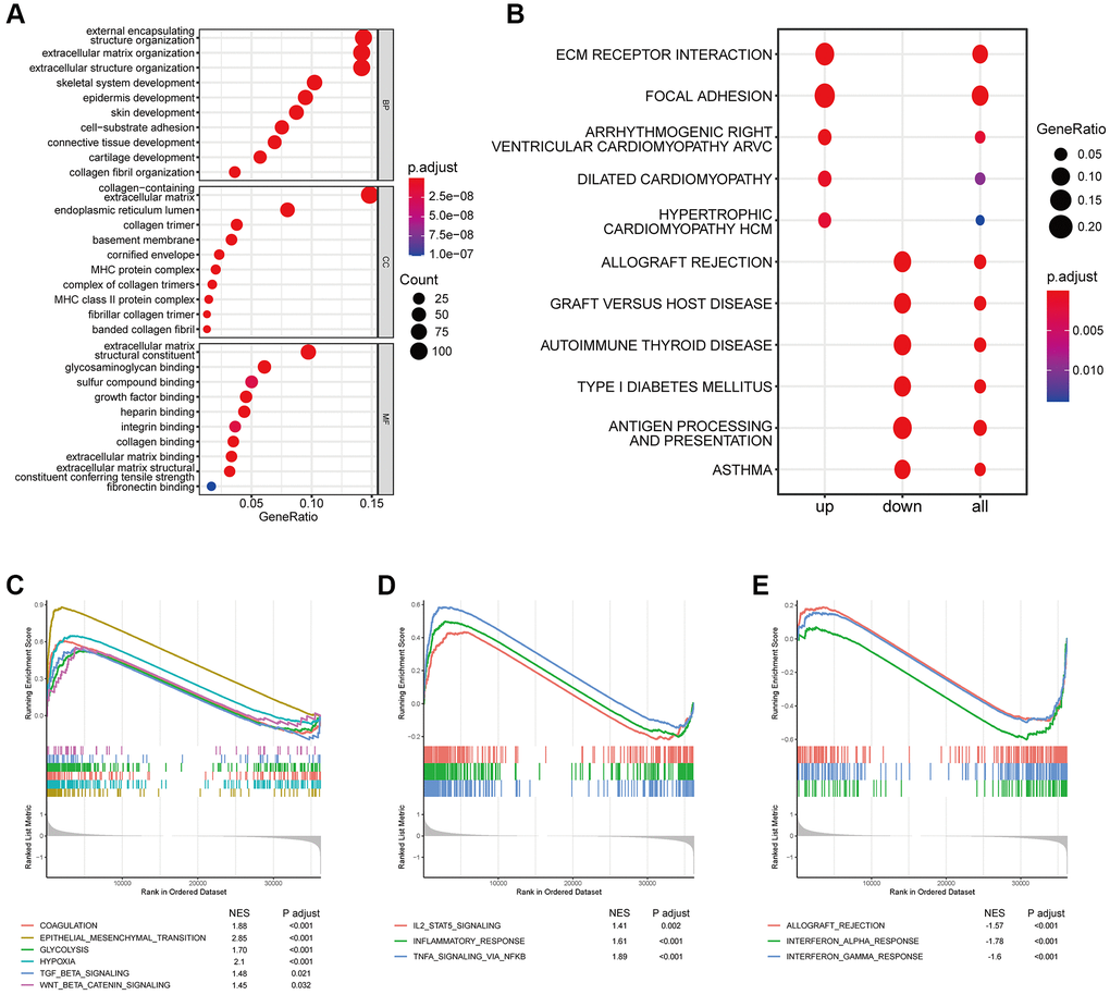 Effects of abnormal expression of coagulation-related genes on immune-related pathways. (A) GO analysis based on coagulation-related risk signature mainly enriched in the extracellular matrix pathways and MHC pathways. (B) KEGG analysis based on coagulation-related risk signature mainly enriched in the ECM receptor interaction pathways. (C) GSEA pathways were enriched for coagulation, EMT, hypoxia, WNTb-catenin, TGF-b pathways based on coagulation-related risk signature. (D) GSEA pathways were enriched for IL2-STAT, inflammatory response pathways based on coagulation-related risk signature. (E) GSEA pathways were enriched for IFNG pathways based on coagulation-related risk signature.