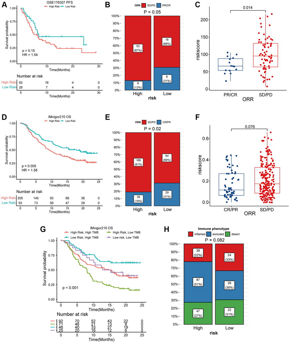 High coagulation-related risks were associated with poor PD1/PDL1 treatment outcomes and lower responses. (A) K-M curve analysis of coagulation-related risk signature in the GES176307 dataset. (B) four-grid table analysis of coagulation-related risk signature in the GES176307 dataset. The sensitivity of immunotherapy was higher in the low-risk group (31% vs. 13%). (C) box plot analysis of coagulation-related risk signature in the GES176307 dataset. The risk score was lower in the immunotherapy sensitive group. (D) K-M curve analysis of coagulation-related risk signature in the Imvigor210 dataset. (E) four-grid table analysis of coagulation-related risk signature in the Imvigor210 dataset. The sensitivity of immunotherapy was higher in the low-risk group (31% vs. 19%). (F) box plot analysis of coagulation-related risk signature in the Imvigor210 dataset. The risk score was lower in the immunotherapy sensitive group. (G, H) K-M curve, four-grid table analysis of TMB combined coagulation-related risk signature in the Imvigor210 dataset.