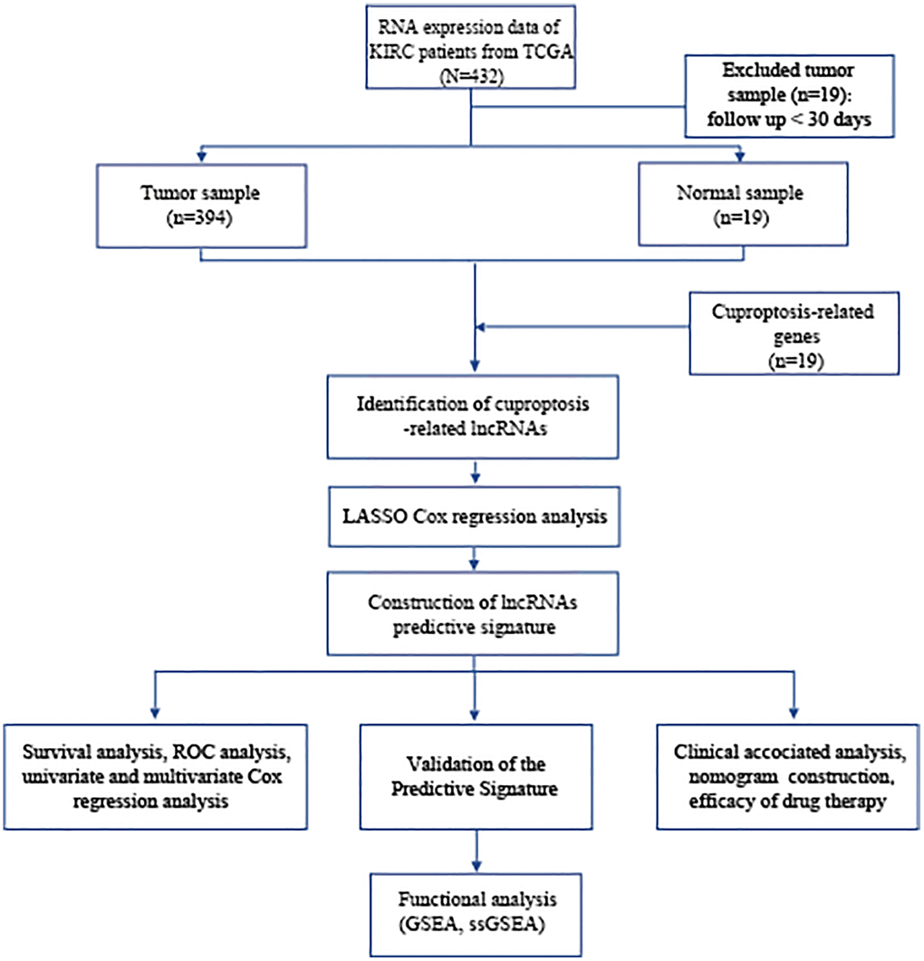 Flowchart of data collection and analysis. Abbreviations: BLCA: Bladder urothelial carcinoma; TCGA: The Cancer Genome Atlas; KEGG: Kyoto Encyclopedia of Genes and Genomes; GO: Gene Ontology; lncRNAs: long noncoding RNAs; LASSO: least absolute shrinkage and selection operator; ROC: receiver operating characteristic; GSEA: gene enrichment analysis; ssGSEA: single-sample gene set enrichment analysis.