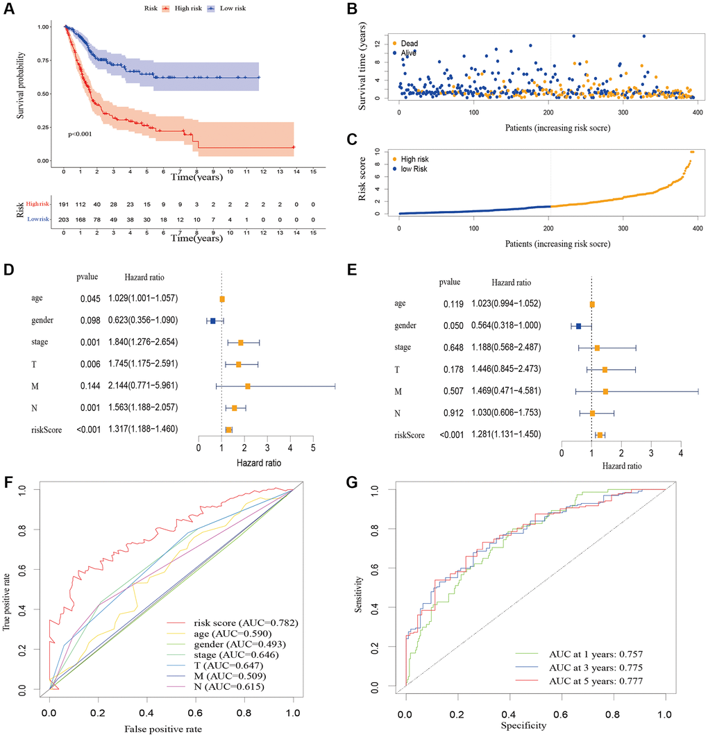 The correlation between the predictive signature and the prognosis of BLCA patients. (A) Kaplan-Meier analysis of the OS rate of BLCA patients in the high-risk and low-risk groups. (B) The distribution of the risk score among BLCA patients. (C) The number of dead and alive patients with different risk scores. Blue represents the number of survivors, and yellow represents the number of deaths. (D) Forest plot for univariate Cox regression analysis. (E) Forest plot for multivariate Cox regression analysis. (F) The ROC curve of the risk score and clinicopathological variables. (G) ROC curve and AUCs at 1-year, 3-years and 5-years survival for the predictive signature. Abbreviations: BLCA: Bladder urothelial carcinoma; OS: overall survival; ROC: receiver operating characteristic; AUC: area under the curve; T: tumor; N: lymph node; M: metastasis.